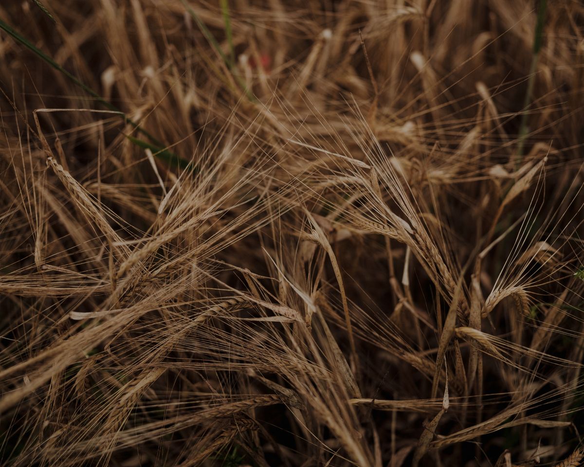 유기농 헴프 섬유 | 사진 제공 베자(VEJA)