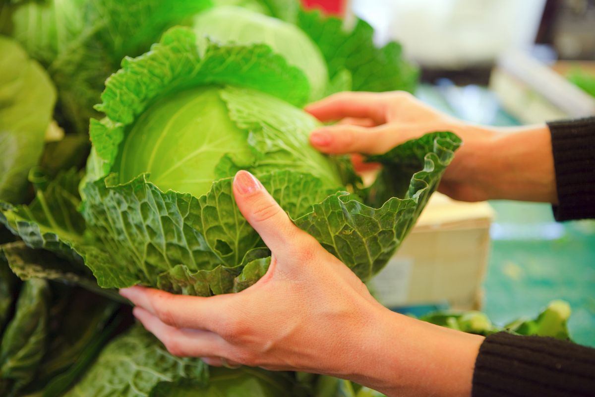 양배추 | 출처 게티 이미지