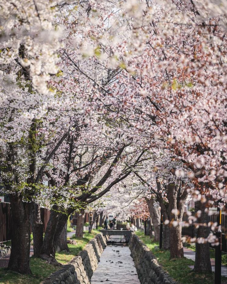 @saya_h_photo